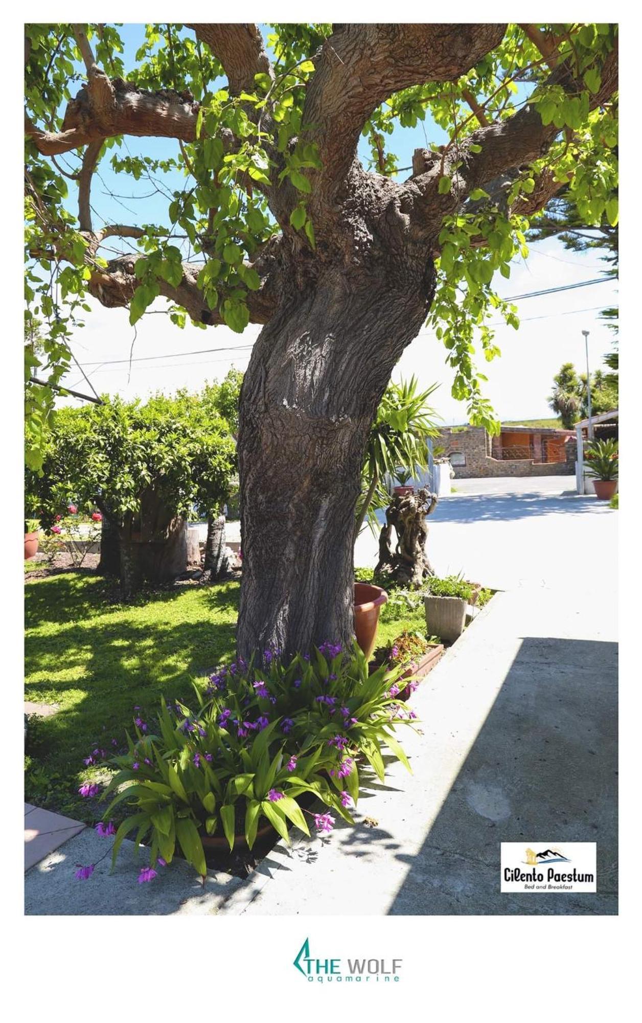 B&B Cilento Paestum Exterior photo